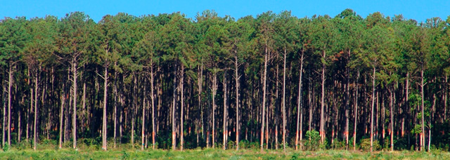 Pinus